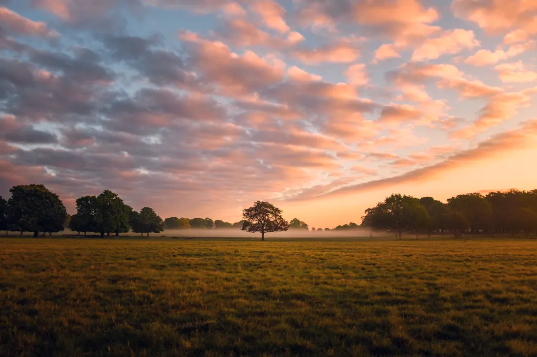 An open London park under a soft dusk sky